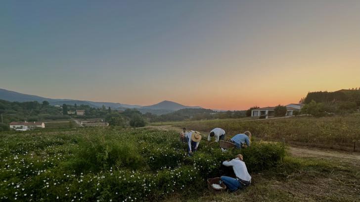 La récolte du jasmin sur les collines de Grasse